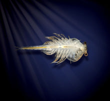 Load image into Gallery viewer, Aqua Dragons Hatch "N" Grow - BEST SELLER
