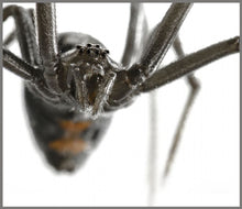 Load image into Gallery viewer, Torch and Projector - Most Deadly
