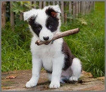 Load image into Gallery viewer, Torch and Projector - Puppy
