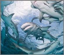 Load image into Gallery viewer, Torch and Projector - Shark - BEST SELLER
